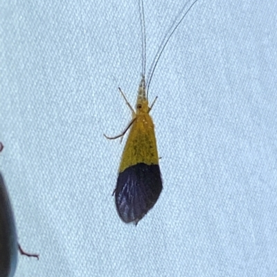 Anisocentropus bicoloratus (A caddis fly) at Numeralla, NSW - 29 Dec 2023 by SteveBorkowskis
