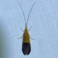 Anisocentropus bicoloratus at Numeralla, NSW - suppressed