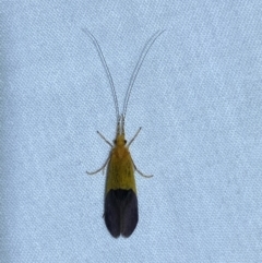 Anisocentropus bicoloratus at Numeralla, NSW - suppressed