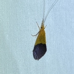 Anisocentropus bicoloratus at Numeralla, NSW - suppressed
