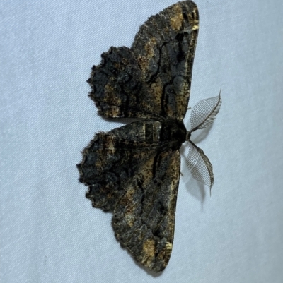 Pholodes sinistraria (Sinister or Frilled Bark Moth) at Numeralla, NSW - 30 Dec 2023 by SteveBorkowskis