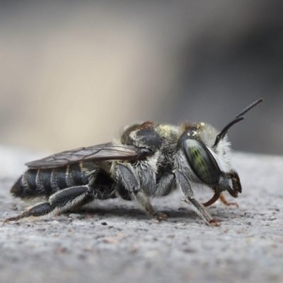 Megachile (Eutricharaea) serricauda (Leafcutter bee, Megachilid bee) at Murrumbateman, NSW - 1 Jan 2024 by amiessmacro