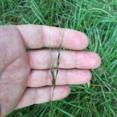 Nassella neesiana (Chilean Needlegrass) at National Arboretum Forests - 1 Jan 2024 by dwise