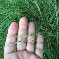 Nassella neesiana at National Arboretum Forests - 1 Jan 2024