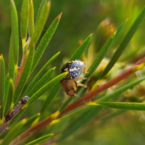 Paropsis pictipennis at Jerangle, NSW - 31 Dec 2023