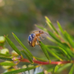 Paropsis pictipennis at Jerangle, NSW - 31 Dec 2023