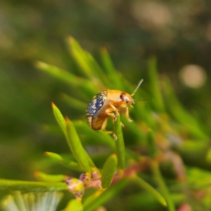 Paropsis pictipennis at Jerangle, NSW - 31 Dec 2023