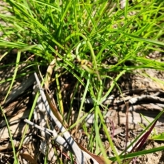 Hylaeus (Euprosopis) elegans (Harlequin Bee) at Yarramundi Grassland (YGN) - 1 Jan 2024 by Cormac