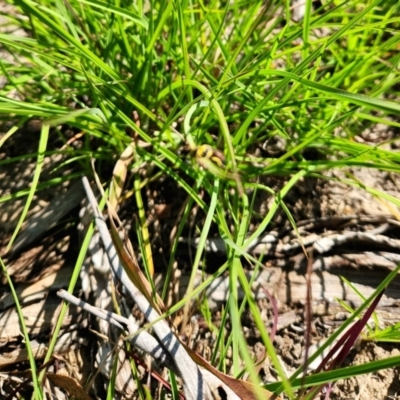 Hylaeus (Euprosopis) elegans (Harlequin Bee) at Yarramundi Grassland (YGN) - 1 Jan 2024 by Cormac