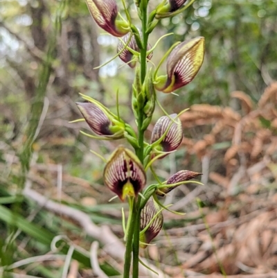 Cryptostylis erecta (Bonnet Orchid) at Vincentia Bushcare - 31 Dec 2023 by Miranda