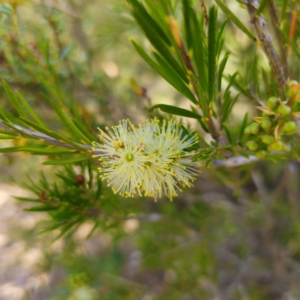 Callistemon pityoides at Jerangle, NSW - 31 Dec 2023 05:05 PM