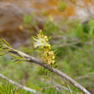 Callistemon pityoides at Jerangle, NSW - 31 Dec 2023 05:05 PM