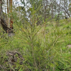 Callistemon pityoides at Jerangle, NSW - 31 Dec 2023 05:05 PM