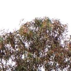 Callocephalon fimbriatum (identifiable birds) (Gang-gang Cockatoo (named birds)) at Cook, ACT - 31 Dec 2023 by CathB