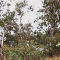 Callocephalon fimbriatum (identifiable birds) at Mount Painter - 1 Jan 2024