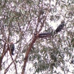 Callocephalon fimbriatum (identifiable birds) at Mount Painter - 1 Jan 2024