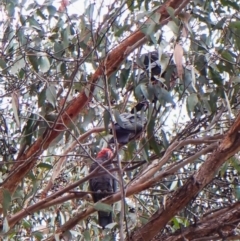 Callocephalon fimbriatum (identifiable birds) at Mount Painter - 1 Jan 2024