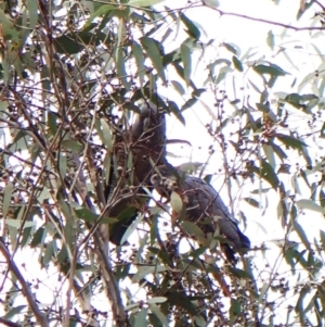 Callocephalon fimbriatum (identifiable birds) at Mount Painter - 1 Jan 2024