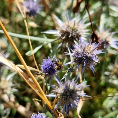 Lasioglossum (Chilalictus) sp. (genus & subgenus) - 1 Jan 1900 by Cormac
