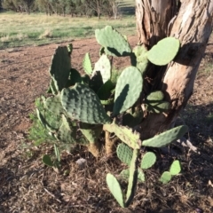 Opuntia sp. (Prickly Pear) at Cook, ACT - 30 Dec 2023 by dwise