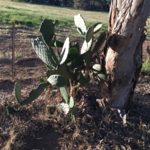 Opuntia sp. at Cook, ACT - 30 Dec 2023