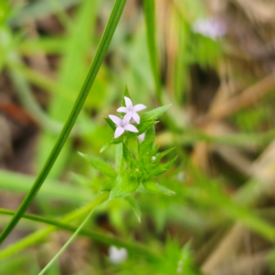 Sherardia arvensis (Field Madder) at Peak View, NSW - 1 Jan 2024 by Csteele4