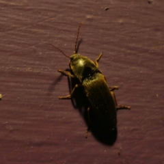 Monocrepidus sp. (genus) (Click beetle) at QPRC LGA - 1 Jan 2024 by Csteele4