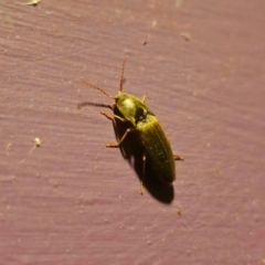 Monocrepidius (genus) at QPRC LGA - suppressed