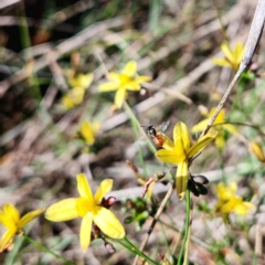 Lasioglossum (Homalictus) sp. (genus & subgenus) at St Marks Grassland (SMN) - 1 Jan 2024