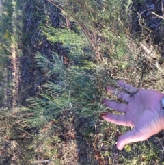 Acacia boormanii (Snowy River Wattle) at Cook, ACT - 30 Dec 2023 by dwise