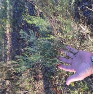 Acacia boormanii at Cook, ACT - 30 Dec 2023