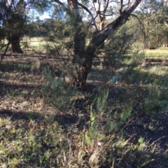 Acacia boormanii at Cook, ACT - 30 Dec 2023