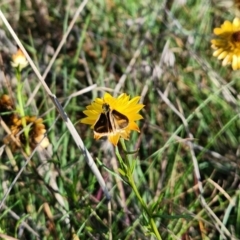 Taractrocera papyria (White-banded Grass-dart) at Saint Mark's Grassland, Barton - 1 Jan 2024 by Cormac