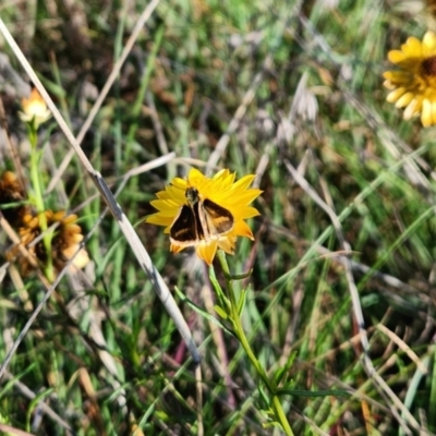 Taractrocera papyria (White-banded Grass-dart) at Saint Marks Grassland - Barton ACT - 1 Jan 2024 by Cormac