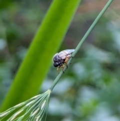 Ogcodes basalis (A hunch-back fly) at Watson, ACT - 1 Jan 2024 by AniseStar