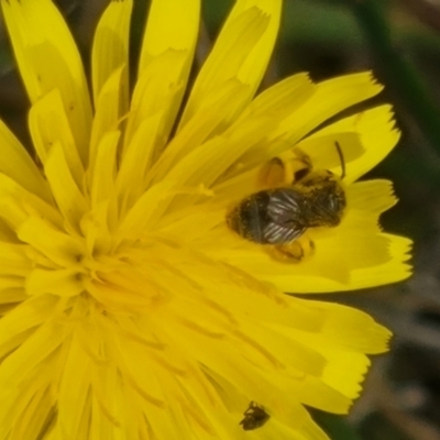 Lasioglossum (Chilalictus) sp. (genus & subgenus) (Halictid bee) at Crace Grassland (CR_2) - 28 Dec 2023 by MiaThurgate