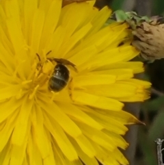 Lasioglossum (Chilalictus) sp. (genus & subgenus) at Crace Grassland (CR_2) - 29 Dec 2023