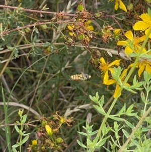 Syrphidae (family) at Crace Grassland (CR_2) - 29 Dec 2023