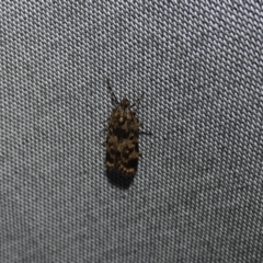 Barea (genus) (A concealer moth) at McKellar, ACT - 4 Oct 2023 by Amata