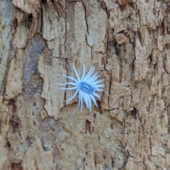 Cryptolaemus montrouzieri (Mealybug ladybird) at Watson Green Space - 1 Jan 2024 by AniseStar