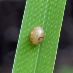 Unverified Snail or Slug (Gastropoda) by AniseStar