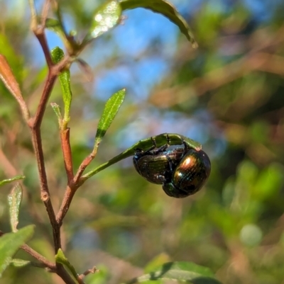 Callidemum hypochalceum (Hop-bush leaf beetle) at Watson Green Space - 1 Jan 2024 by AniseStar