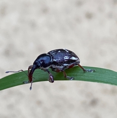 Aoplocnemis rufipes (A weevil) at Numeralla, NSW - 29 Dec 2023 by SteveBorkowskis