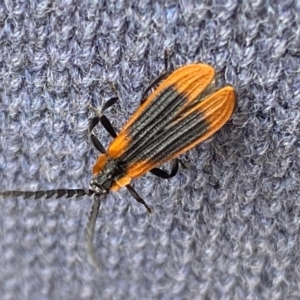 Trichalus sp. (genus) at Kosciuszko National Park - 29 Dec 2023 04:33 PM