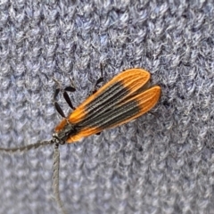 Trichalus sp. (genus) at Kosciuszko National Park - 29 Dec 2023 04:33 PM