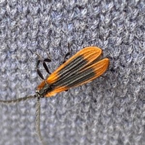 Trichalus sp. (genus) at Kosciuszko National Park - 29 Dec 2023 04:33 PM