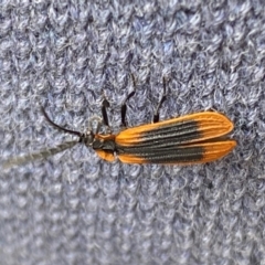 Trichalus sp. (genus) at Kosciuszko National Park - 29 Dec 2023 04:33 PM