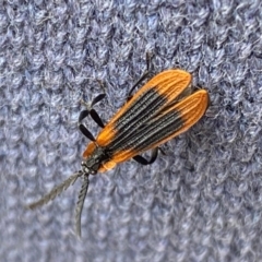 Trichalus sp. (genus) at Kosciuszko National Park - 29 Dec 2023 04:33 PM