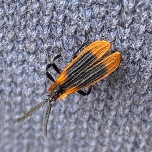 Trichalus sp. (genus) at Kosciuszko National Park - 29 Dec 2023 04:33 PM