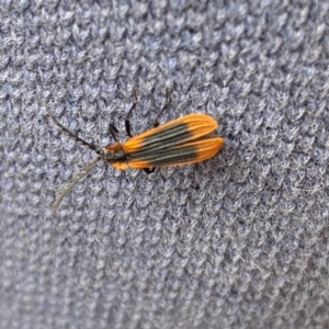 Trichalus sp. (genus) at Kosciuszko National Park - 29 Dec 2023 04:33 PM